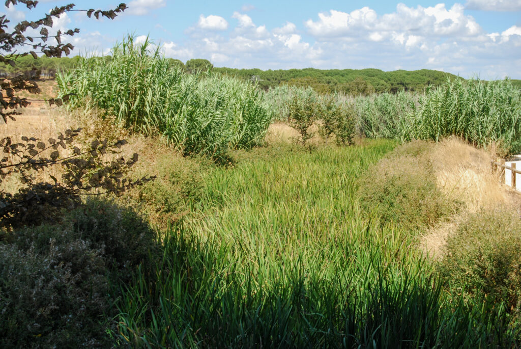 El Peral, nuestro pueblo | Cueva de Cirondo